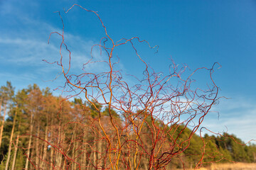 Decorative willow grows near the lake.