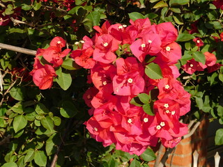 Red bougainvillea flowers, in Glyfada, Greece