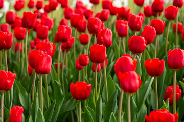 Beautiful red tulips bloom in the park