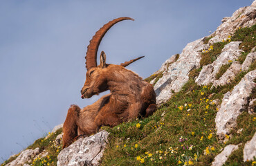 Alpine Ibex in the Julian Alps