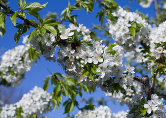 Blooming cherry branches against the blue sky, spring background in the garden.