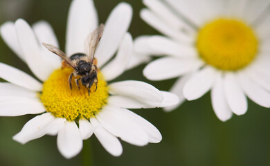 bee on flower