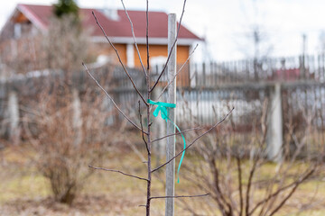 a sapling tied to a peg