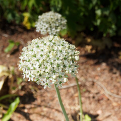 Allium nigrum | Ail noir -  Ail des indes - Ail feuillu - Ail d'ornement - Poireau à feuilles...