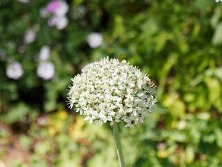 (Allium nigrum ou multibulbosum) Ail noir d'ornement ou ail des Indes à fleurs étoilées blanches...
