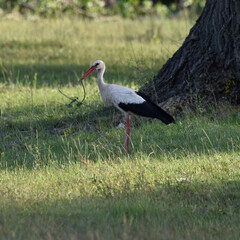 Stork with snake in her beak.