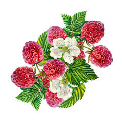 Raspberry. A branch of ripe juicy raspberries with berries, leaves and flowers. watercolor illustration. On white.