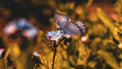 butterfly on a flower in wild nature 