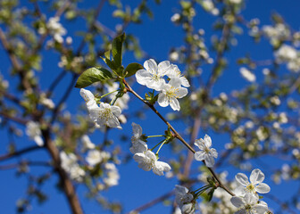 tree blossom