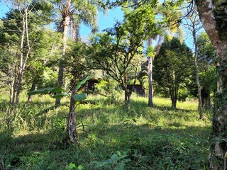 sítio, fazenda, vegetação, mato