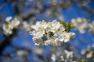 blooming cherry tree on a blue sky background