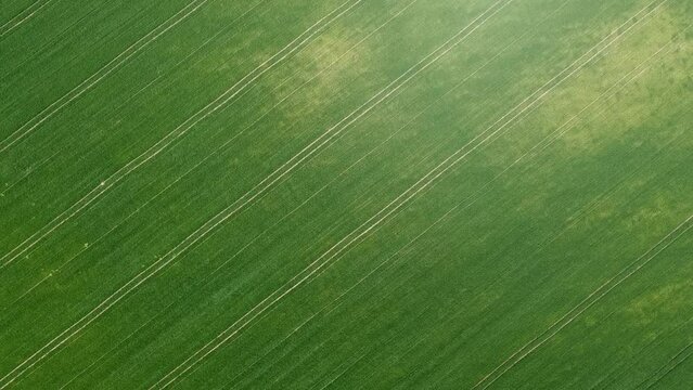 Beautiful calm green background. Flying over agro-farm fields with wheat and barley sprouts