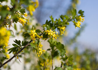 yellow flowers on a branch