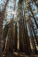 Fototapeta premium secuoyas park, sequoias park with sunbeams