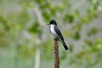Fototapeta premium Eastern Kingbird perched in a meadow