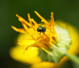 Insect  on a yellow flower