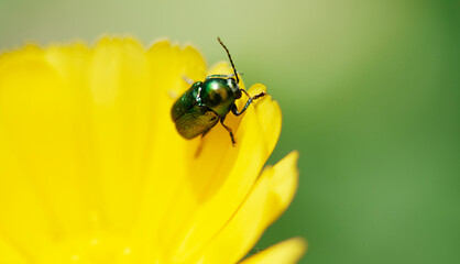 Insect  on flower