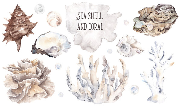 Watercolor illustration with sea shell and coral, pearl, isolated on white background, sea collection underwater  composition.