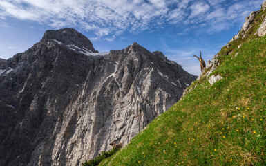 Alpine Ibex in the Julian Alps