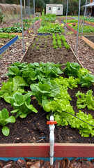 Garden of Vegetables with May Different Greens