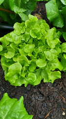 Leafy Green Edible Plant in a Vegetable Garden