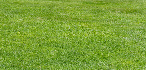 background of green grass field	
