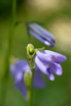 lilane Bl&uuml;ten - Natur
