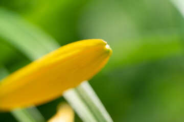 gelbe Bl&uuml;te - Natur