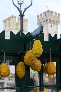 Gelbe Cedri vor der Burg von sirmione am gardasee in itlaien