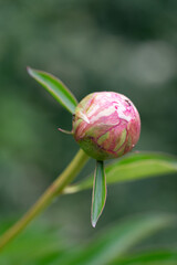 aufblühende Blume/Pflanze