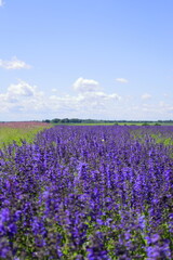 Colorful lavender field on the background of blue sky and green trees