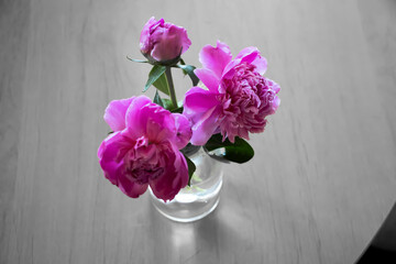 Peony flower in a vase in the room