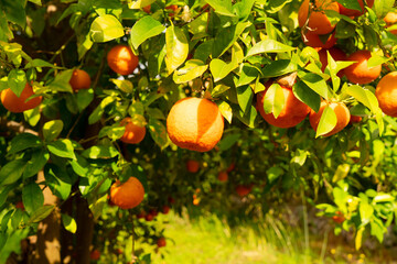 Orange garden with friuts