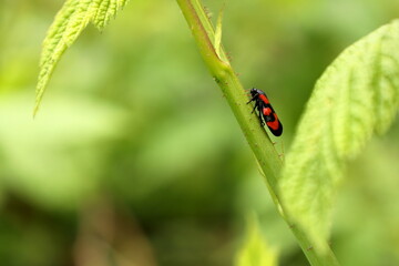 Insect on green grass, black-and-red froghopper, Cercopis vulnerata