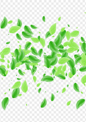 Green Sheet Background Transparent Vector. Plant Eco Texture. Drink Frame. Greenish Element Illustration. Leaves Symbol.
