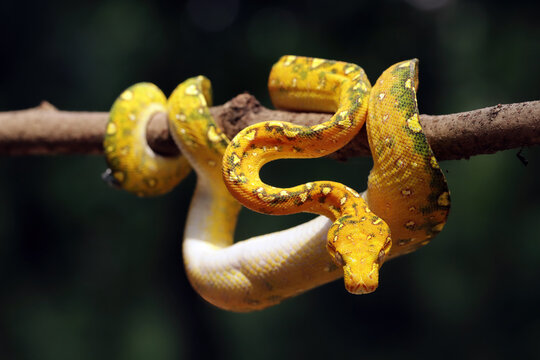 Juvenile Green tree python on a branch, Indonesia