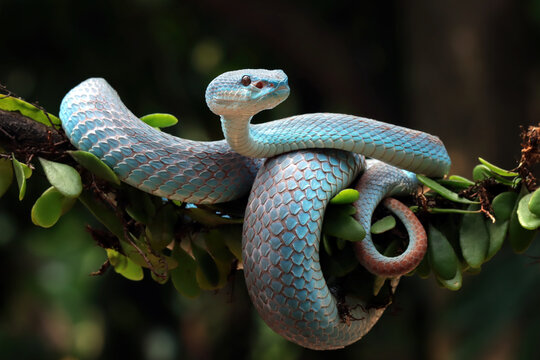 White-lipped island pit viper  snake on a branch, Indonesia
