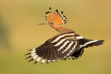 Dudek Hoopoe © Grzegorz