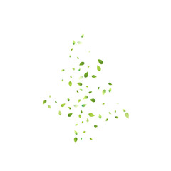Leaves Green Falling Flying Foliage Leaf Tea Mint