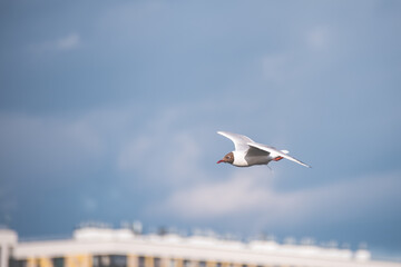 Fototapeta na wymiar A seagull flies in the sky over the city