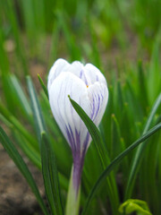 white-purple crocuses with a yellow center bloom on a flower bed in spring