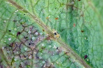 Red spider mites (Tetranychus urticae) and Steneotarsonemus fragariae, cyclamen mite - Phytonemus pallidus on damaged strawberry  leaf. It is a species of plant-feeding mite a pest of many plants.
