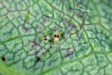 Red spider mites (Tetranychus urticae) on damaged strawberry  leaf. It is a species of...