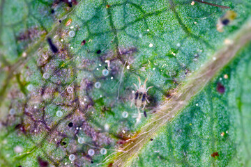 Red spider mites (Tetranychus urticae) on damaged strawberry  leaf. It is a species of...