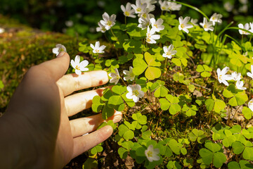 glade of the forest and white flowers in the sun. Hand touches forest flowers © irinad85
