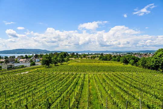 Reichenau, Insel Reichenau, Weinberge, Aussichtspunkt, Hochwart, Fernsicht, Bodensee, See, Winzer, Rebstock, Rebe, Weine, Wanderweg, Sommer, Fr&uuml;hling, Baden-W&uuml;rttemberg, Deutschland