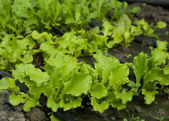 Homemade organic salad in the garden, first harvest of lettuce. Vegetarianism.