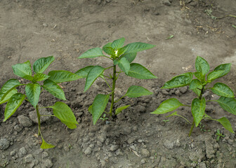 green sweet pepper in the garden