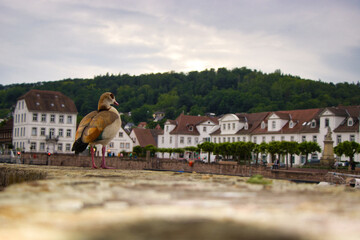 Bad karlshafen an der Weser                     