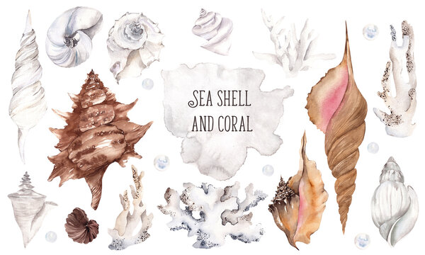 Watercolor illustration with sea shell and coral, pearl, isolated on white background, sea collection underwater  composition.